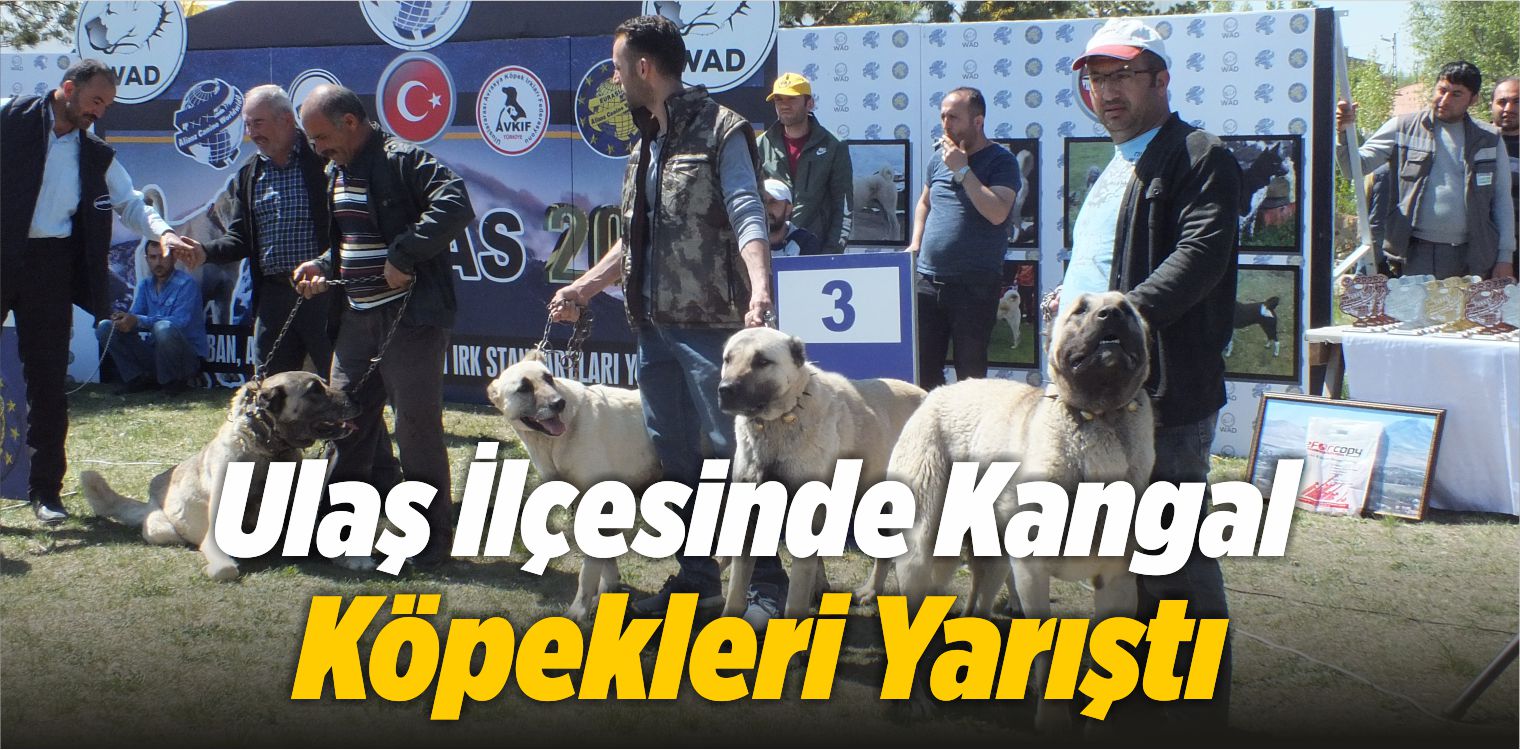 Sivas ın Ulaş İlçesinde Kangal Çoban Köpekleri Yarıştı Büyük Sivas