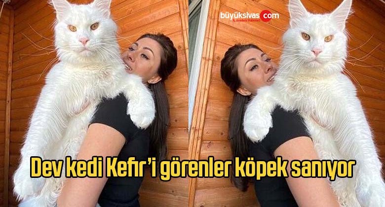 Dev kedi Kefiri görenler köpek sanıyor Büyük Sivas Haber Sivas