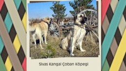 Sivas Kangal Çoban Köpeği