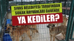 Sokak Hayvanları Güvende Ya Kediler?