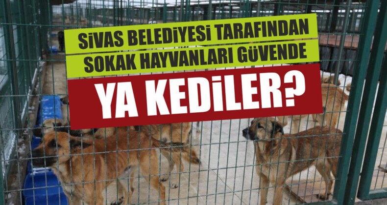 Sokak Hayvanları Güvende Ya Kediler?