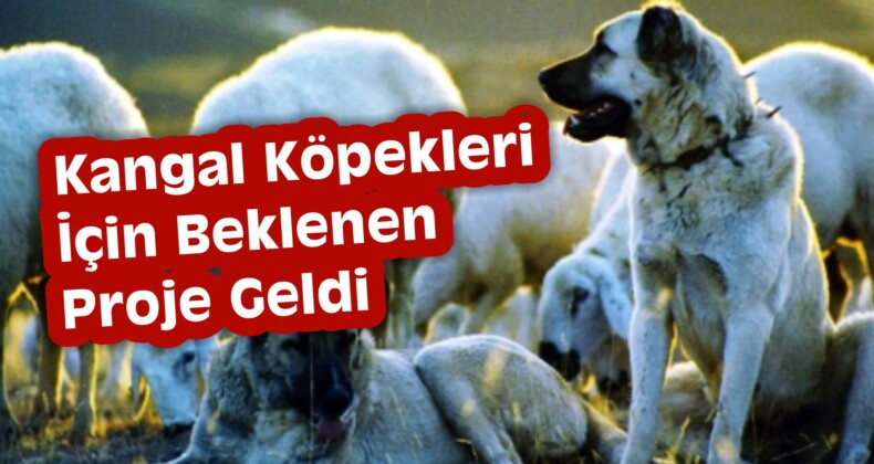 Kangal Köpeği İlçe Turizmine Katkı Sağlayacak