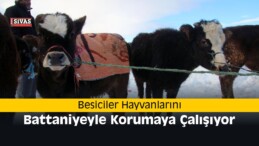 Besiciler Hayvanlarını Battaniyeyle Korumaya Çalışıyor