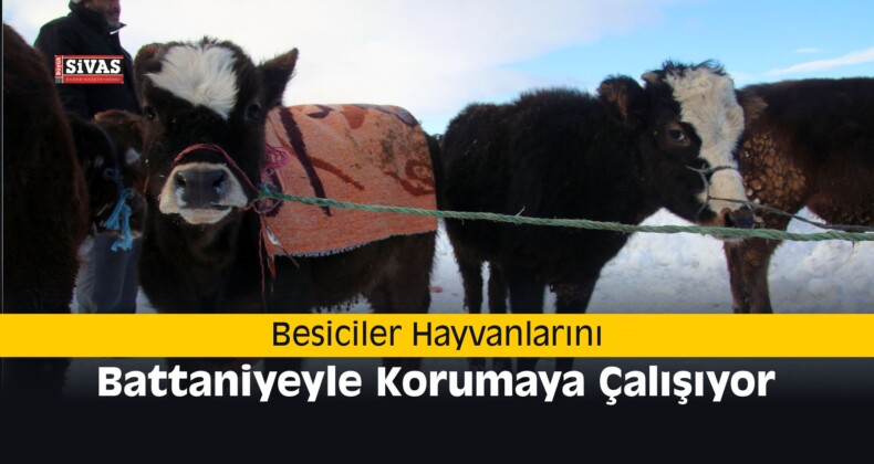 Besiciler Hayvanlarını Battaniyeyle Korumaya Çalışıyor