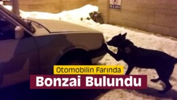 Otomobilin Farında Bonzai Bulundu