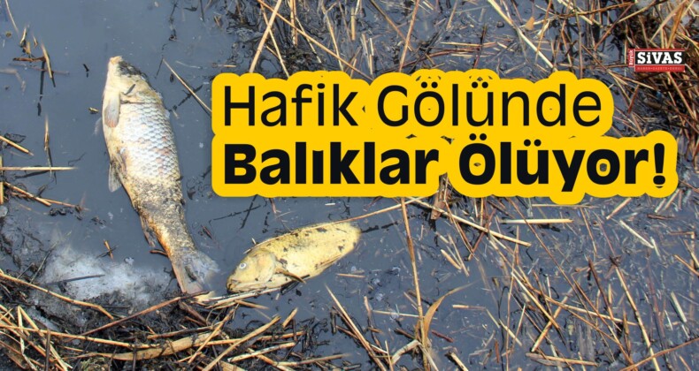 Hafik Gölünde Balıklar Ölüyor!