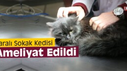 Yaralı Sokak Kedisi Ameliyat Edildi