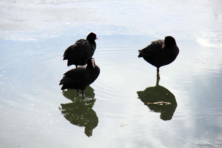 Hafik Gölü'ne Göçmen Kuşlar Akın Etti Büyük Sivas Haber Sivas