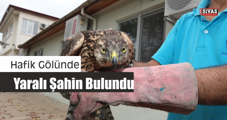 Yaralı Şahin Görevlilere Teslim Edildi