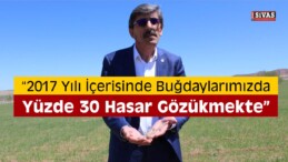 Sivas’ta Buğdayda Düşük Rekolte Beklentisi