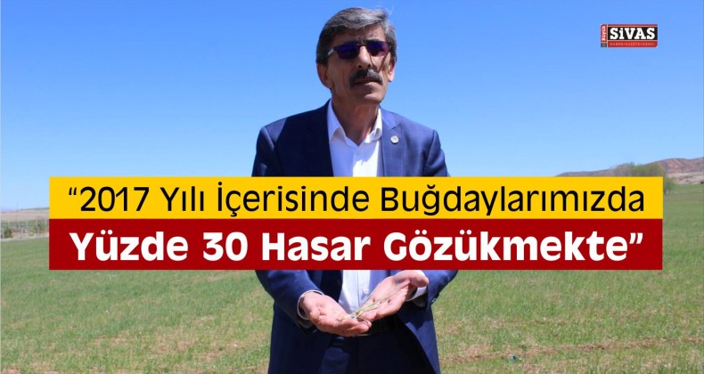 Sivas’ta Buğdayda Düşük Rekolte Beklentisi