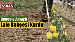 Deneme Amaçlı Lale Bahçesi Kurdu