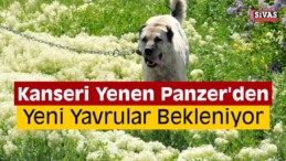 Tarım İşletmesinin Gözdesi “Panzer”