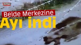 Belde Merkezine İnen Ayı Güvenlik Kamerasında