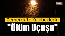 Kelebeklerin “Ölüm Uçuşu”