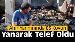 Sivas’ta 83 Koyun Yanarak Telef Oldu