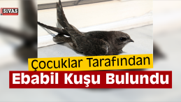 Şarkışla’da Ebabil Kuşu Bulundu