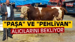 “Paşa” ve “Pehlivan” Alıcılarını Bekliyor