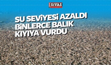 Su Seviyesi Azaldı Binlerce Balık Kıyıya Vurdu