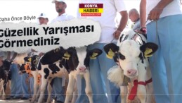 Ereğli’de “Buzağı Güzellik Yarışması” Düzenlendi