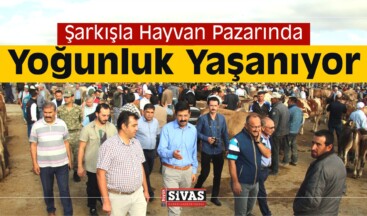 Şarkışla Hayvan Pazarında Yoğunluk Yaşanıyor