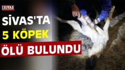 Sivas’ta Köpek Ölümleri