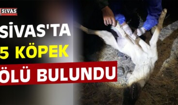 Sivas’ta Köpek Ölümleri