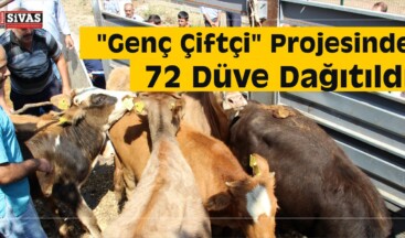 Suşehri’nde “Genç Çiftçi” Projesinde 72 Düve Dağıtıldı