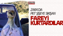 Pet Şişeye Sıkışan Fareyi Kurtarıp Doğaya Bıraktı