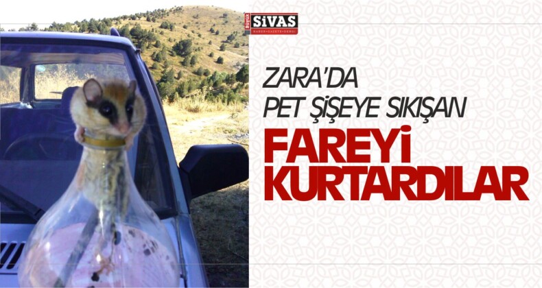 Pet Şişeye Sıkışan Fareyi Kurtarıp Doğaya Bıraktı