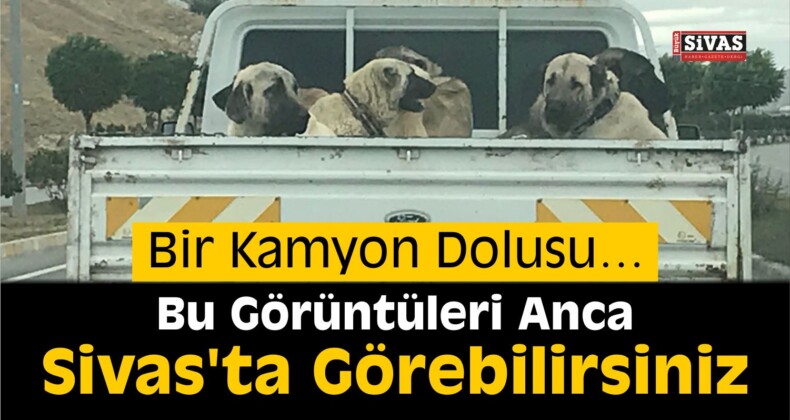 Sivas’ta Çoban Köpekleri Güzellik Yarışması Düzenlendi