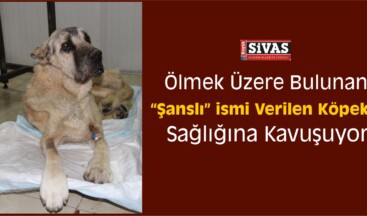 Bebek Gibi Bakılan “Şanslı” Sağlığına Kavuşuyor