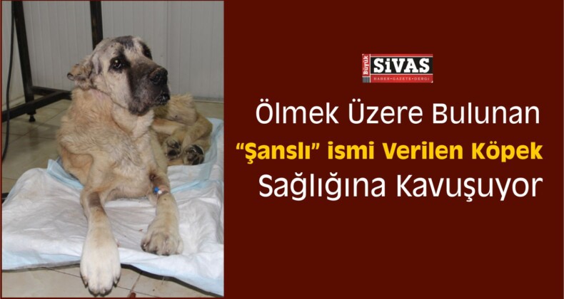 Bebek Gibi Bakılan “Şanslı” Sağlığına Kavuşuyor