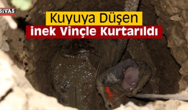 Sivas’ta Kuyuya Düşen İnek Vinçle Kurtarıldı