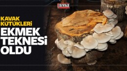 Suşehri ilçesinde Kavak Kütükleri Ekmek Teknesi Oldu