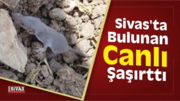 Sivas’ta Bulunan Canlı Şaşırttı