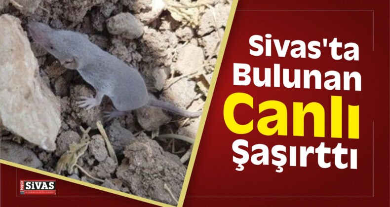 Sivas’ta Bulunan Canlı Şaşırttı