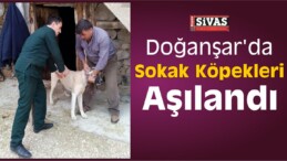 Doğanşar’da Sokak Köpekleri Aşılandı