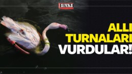 Kaçak Avcılar Allı Turna Olarak Bilinen 6 Flamingoyu Vurdular