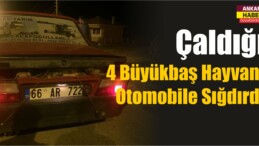 Çaldığı 4 Büyükbaş Hayvanı Otomobile Sığdırdı