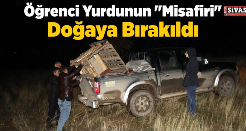 Öğrenci Yurdunun “Misafiri” Doğaya Bırakıldı