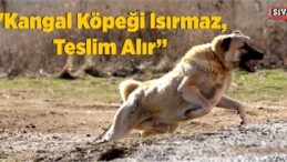 Kangal Köpeği Uzmanı Hüseyin Yıldız: “Kangal Köpeği Isırmaz, Teslim Alır”