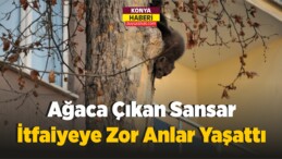 Ağaca Çıkan Sansar İtfaiyeye Zor Anlar Yaşattı