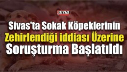 Sivas’ta Sokak Köpeklerinin Zehirlendiği İddiası