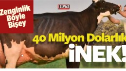 Zenginlik Böyle Bişey işte… 40 Milyon Dolarlık inek!