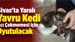 Yaralı Yavru Kedi Acı Çekmemesi İçin Uyutulacak