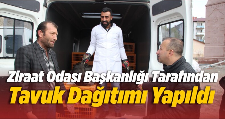 Ziraat Odası Başkanlığı Tarafından Tavuk Dağıtımı Yapıldı