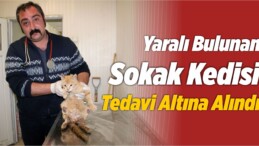 Yaralı Bulunan Sokak Kedisi Tedavi Altına Alındı