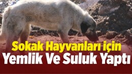 Şarkışla’da Sokak Hayvanları Unutulmadı