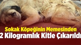 Sokak Köpeğinin Memesinden 2 Kilogramlık Kitle Çıkarıldı